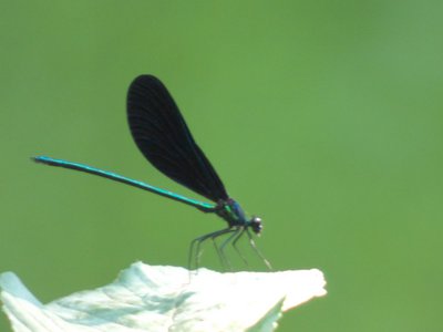 20170604 - Johnston Mill - Ebony Jewelwing