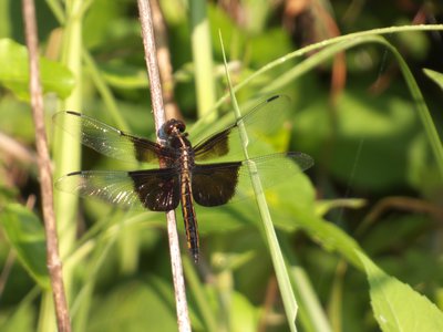 20170604 - Johnston Mill - Widow Skimmer