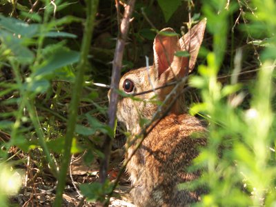 20170614 - Duke Forest - Eastern Cottontail