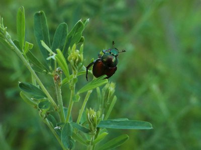 20170614 - Duke Forest - Japanese Beetle 1