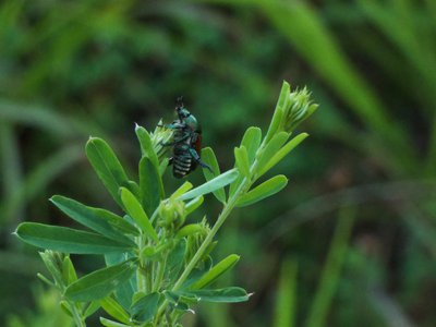 20170614 - Duke Forest - Japanese Beetle 2