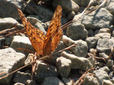 20170614 - Duke Forest - Variegated Fritillary