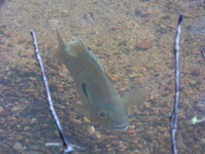 20170615 - Duke Forest - Redbreast Sunfish 1