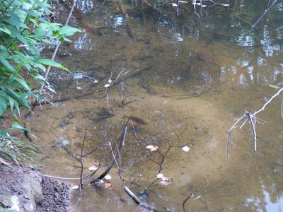 20170615 - Duke Forest - Redbreast Sunfish 2