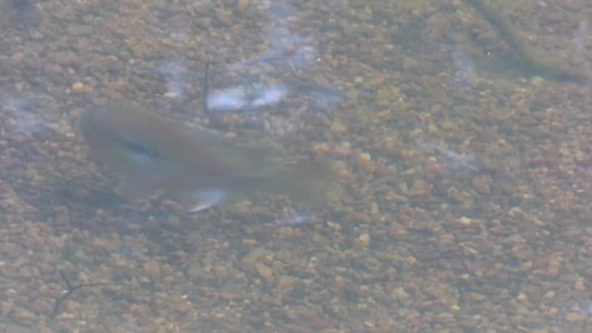 20170615 - Duke Forest - Redbreast Sunfish 3