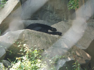 20170722 - DMLS - Black Bear 1