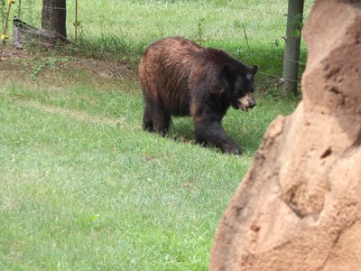 20170722 - DMLS - Black Bear 3