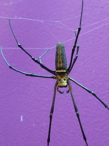 20170722 - DMLS - Giant Orb Weaver 2