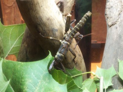 20170722 - DMLS - Giant Spiny Stick Insect