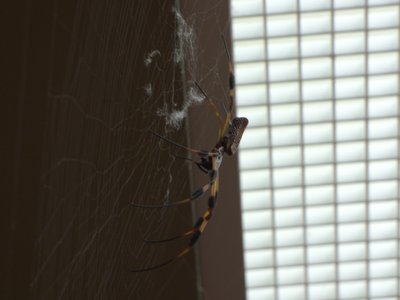 20170722 - DMLS - Madagascar Golden Silk Orb Weaver