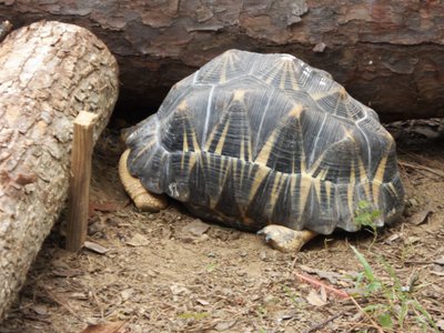 20170722 - DMLS - Radiated Tortoise 1