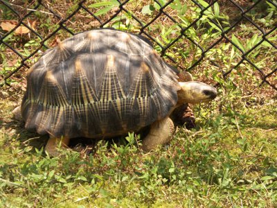 20170722 - DMLS - Radiated Tortoise 2