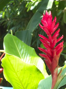 20170722 - DMLS - Red Ginger Plant