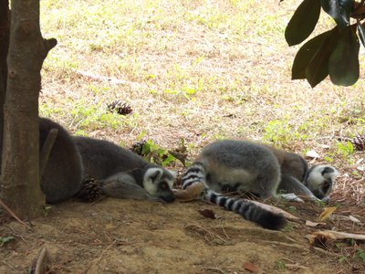 20170722 - DMLS - Ring-tailed Lemurs 1