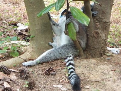 20170722 - DMLS - Ring-tailed Lemurs 2