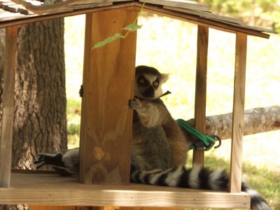 20170722 - DMLS - Ring-tailed Lemurs 3