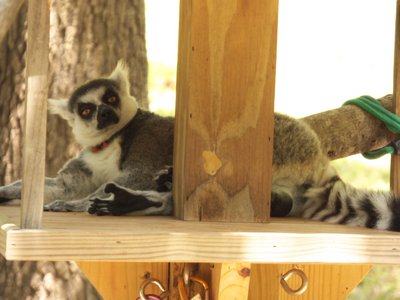 20170722 - DMLS - Ring-tailed Lemurs 4