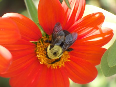 20170722 - DMLS - Two-Spotted Bumble Bee 1