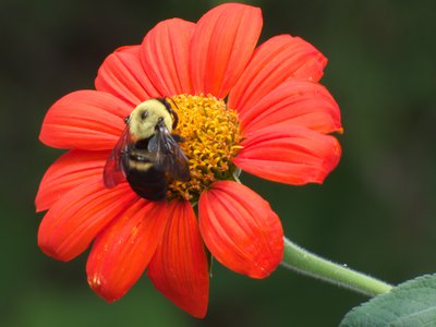 20170722 - DMLS - Two-Spotted Bumble Bee 2