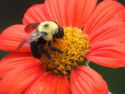 20170722 - DMLS - Two-Spotted Bumble Bee 3