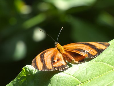 20170722 - DMLS Butterflies - Banded Orange 1