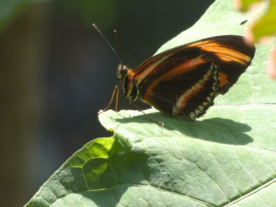 20170722 - DMLS Butterflies - Banded Orange 2