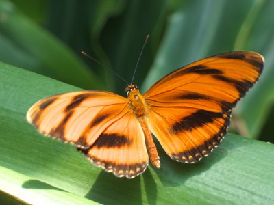 20170722 - DMLS Butterflies - Banded Orange 3