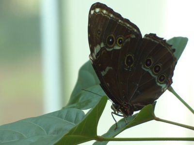 20170722 - DMLS Butterflies - Blue Morpho 1