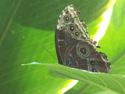 20170722 - DMLS Butterflies - Blue Morpho 2