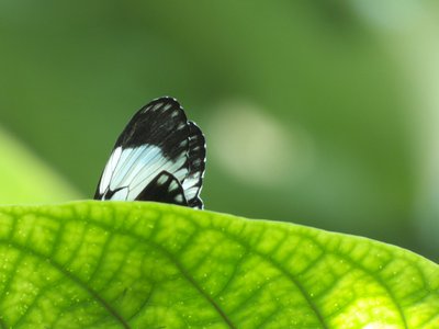 20170722 - DMLS Butterflies - Mocker Swallowtail