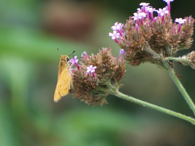 20170722 - DMLS Butterflies - Northern Large Darter