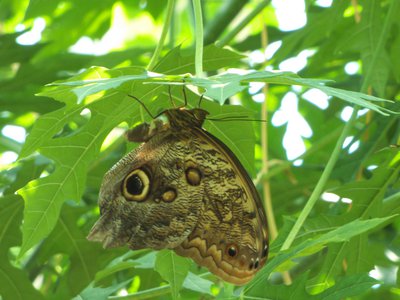 20170722 - DMLS Butterflies - Owl Butterfly 1