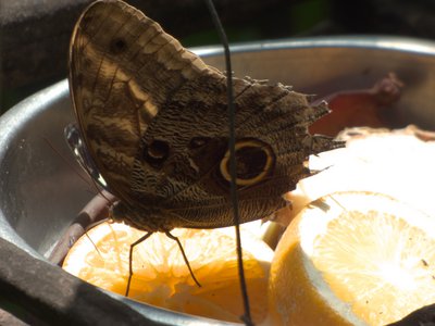 20170722 - DMLS Butterflies - Owl Butterfly 2