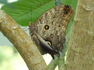 20170722 - DMLS Butterflies - Owl Butterfly 3