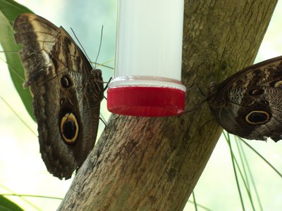 20170722 - DMLS Butterflies - Owl Butterfly 4