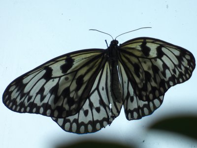 20170722 - DMLS Butterflies - Paper Kite