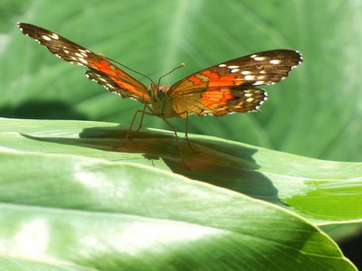 20170722 - DMLS Butterflies - Scarlet Peacock Butterfly