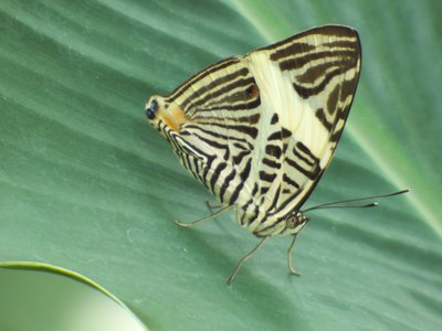 20170722 - DMLS Butterflies - Zebra Mosaic