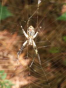 20170730 - NCMA - Orb Weaver 2