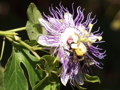 20170730 - Prairie Ridge - Passionflower and Bumble Bee 1