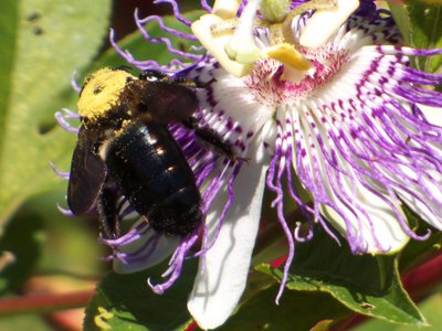 20170730 - Prairie Ridge - Passionflower and Bumble Bee 2