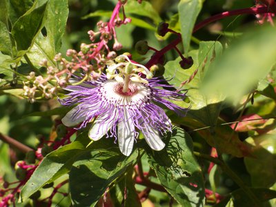 20170730 - Prairie Ridge - Passionflower