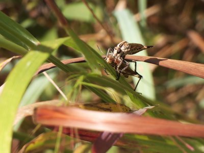 20170730 - Prairie Ridge - Robber Fly and Grasshopper