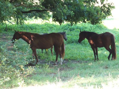 20170730 - Schenck Forest - Horses 1