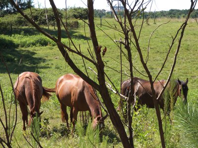 20170730 - Schenck Forest - Horses 2