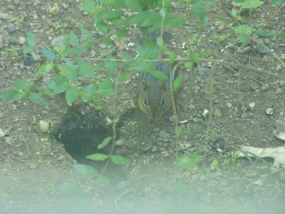 20170917 - Hillsborough - Chipmunk