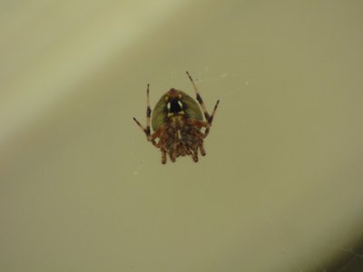 20170917 - Hillsborough - Orb Weaver