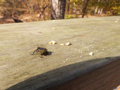 20171118 - NCBG - Green Stink Bug nymph 1