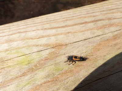 20171118 - NCBG - Multicolored Asian Ladybug Beetle larva