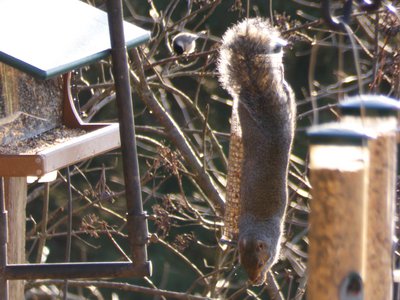 20171216 - Prairie Ridge - Squirrel